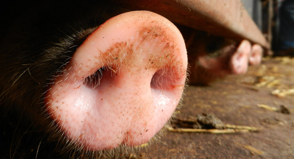 韩国发现非洲猪瘟